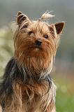YORKSHIRE TERRIER 580